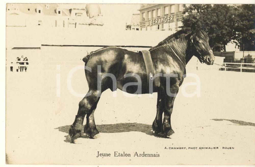 Cartolina originale da collezione 1930 ca FRANCE Jeune Etalon Ardennais Photo postcard RPPC A. CHAMBRY 1