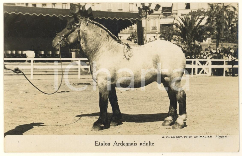 Cartolina originale da collezione 1930 ca FRANCE Etalon Ardennais Adulte Photo postcard RPPC A. CHAMBRY 1