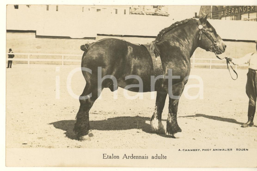Cartolina originale da collezione 1930 ca FRANCE Etalon Ardennais Adulte  Photo postcard RPPC A. CHAMBRY 1