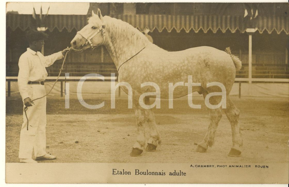 Cartolina originale da collezione 1930 ca FRANCE  Etalon Boulonnais Adulte  Photo postcard RPPC A. CHAMBRY 1