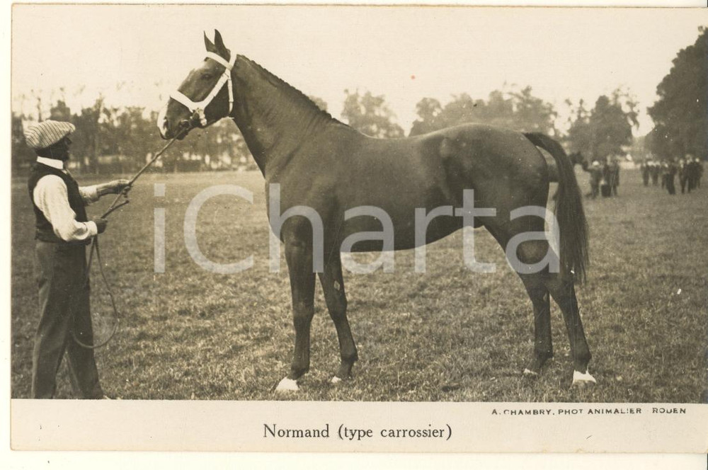 Cartolina originale da collezione 1930 ca FRANCE  Cheval Normand type carrossier  Photo postcard RPPC A. CHAMBRY 1