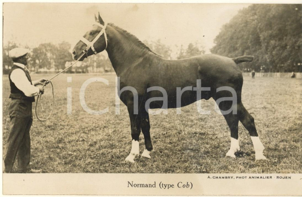 Cartolina originale da collezione 1930 ca FRANCE  Cheval Normand type COB  Photo postcard RPPC A. CHAMBRY 1