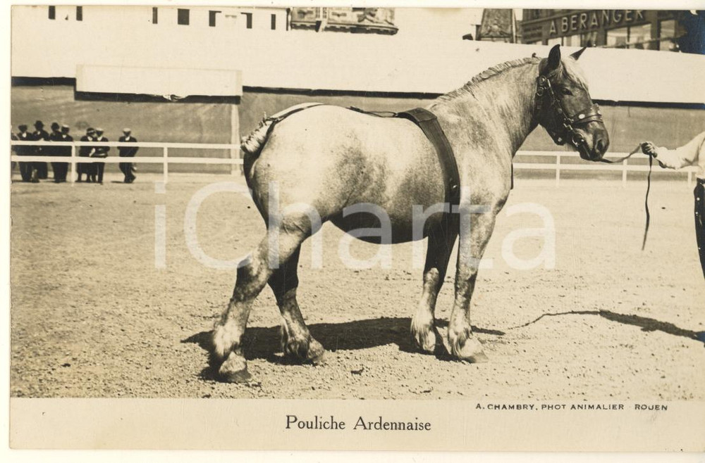 Cartolina originale da collezione 1930 ca FRANCE CHEVAUX Pouliche ardennaise  Photo postcard RPPC A. CHAMBRY 1