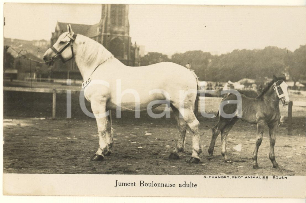 Cartolina originale da collezione 1930 ca FRANCE CHEVAUX Jument boulonnaise adulte Photo postcard RPPC A. CHAMBRY 1
