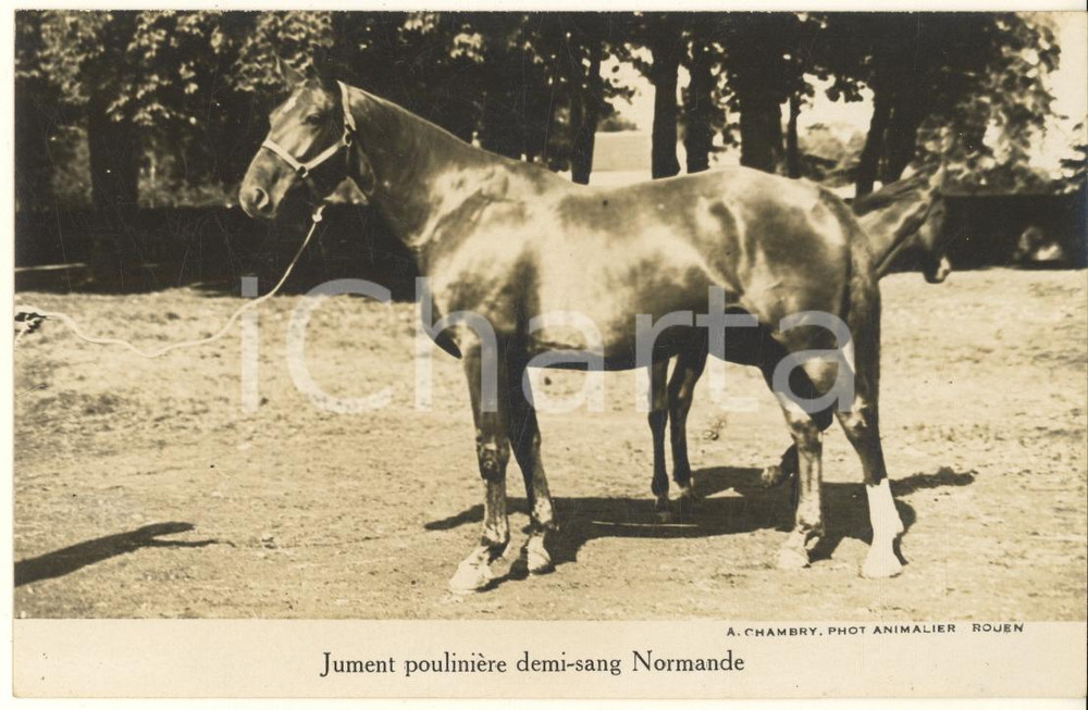 Cartolina originale da collezione 1930 ca FRANCE Jument poulinière demisang Normande Photo postcard A. CHAMBRY 1