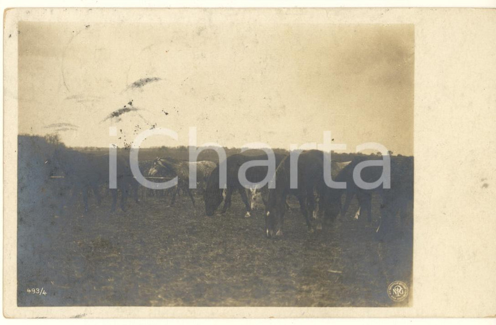 Cartolina originale da collezione 1919 ITALIA  ANIMALI  Gruppo di cavalli Fotocartolina RPPC 1