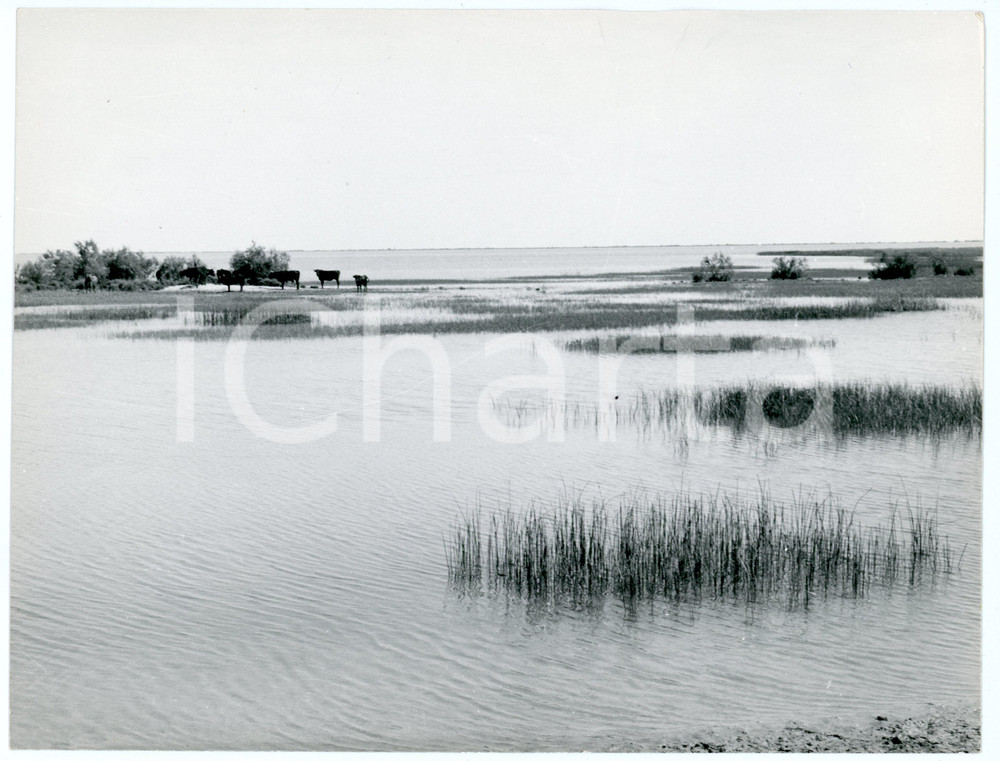 Fotografia d epoca originale 1970 ca CAMARGUE Tori sulle rive dell Étang de Vaccarès  Foto 23x18 cm 1