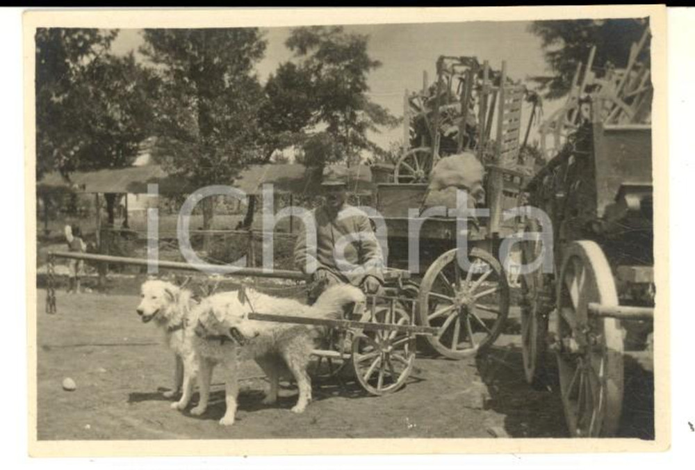 Fotografia d epoca originale 1915 ca WW1 SAN VITO AL TORRE Soldato con carretto tirato dai cani Foto 8x5 1