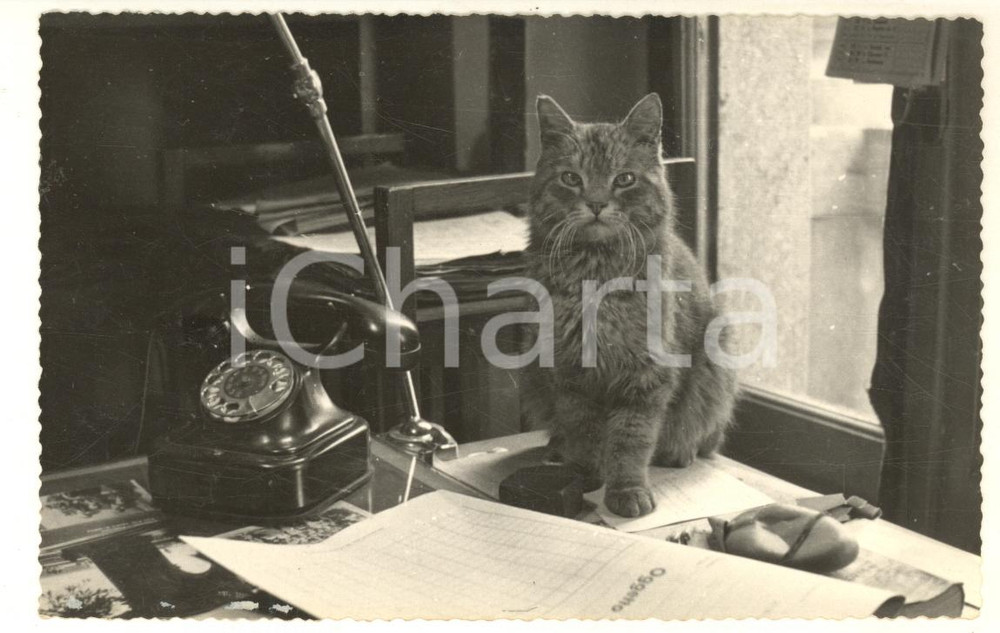 Fotografia d epoca originale 1960 ca TORINO ? Ritratto di un gatto alla scrivania Foto Vito ZUCCHINI 1