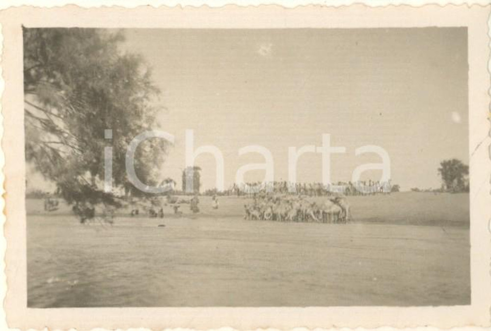Fotografia d epoca originale 1936 AOI SOMALIA Cammelli all abbeverata nell Uebi Scebeli Foto 9x6 cm 1