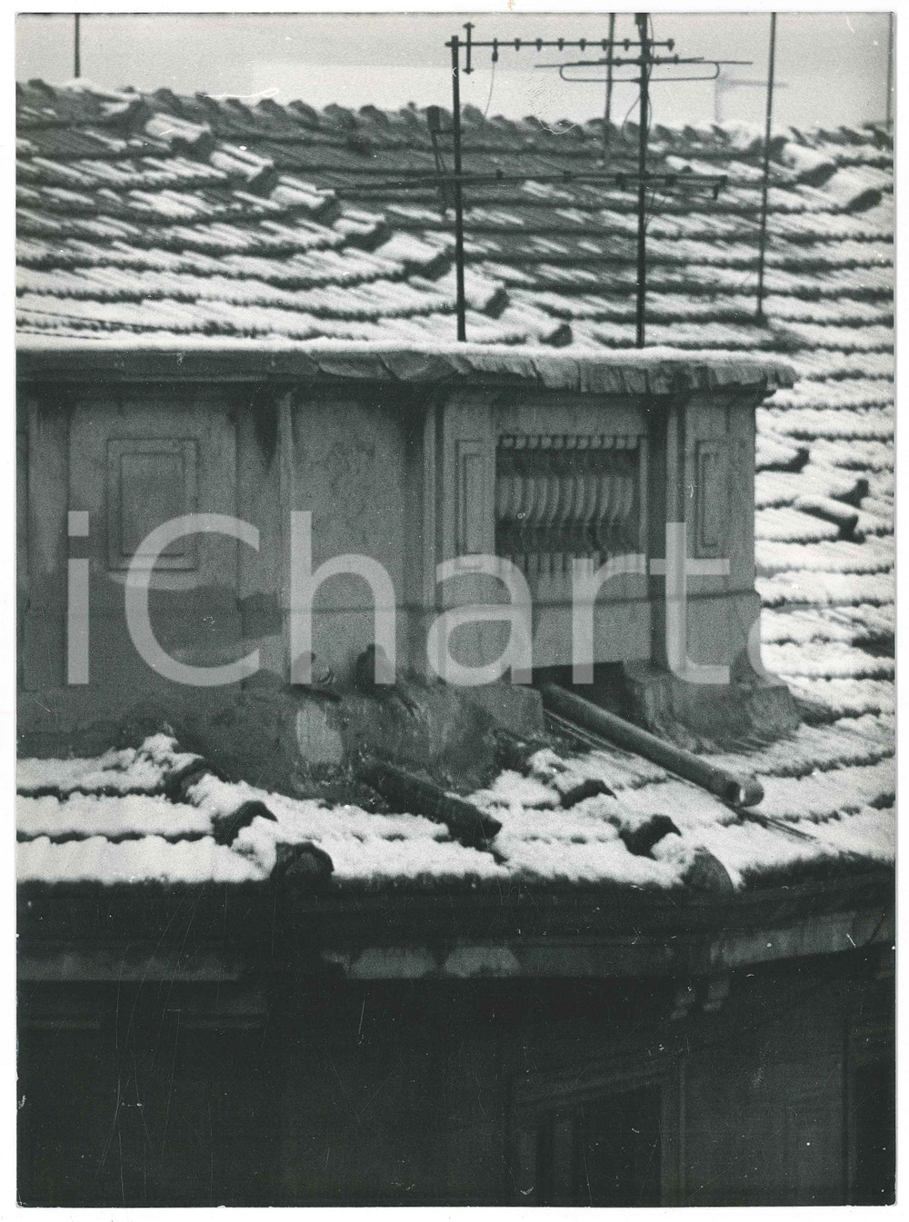 Fotografia d epoca originale 1970 ca MILANO Piccioni al riparo su un tetto innevato  FOTO ARTISTICA 17x24 cm 1