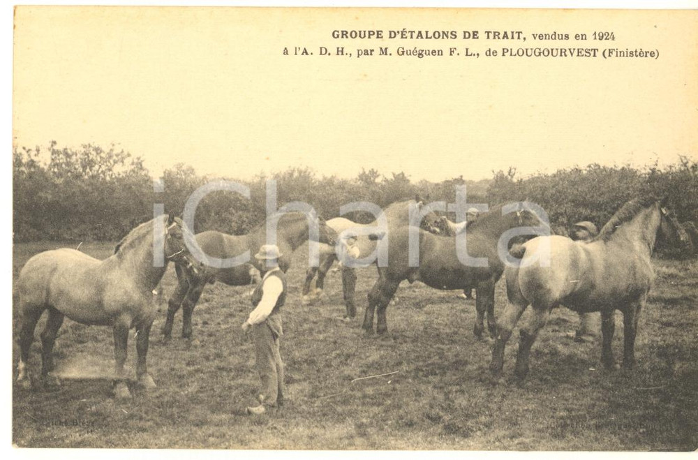 Cartolina originale da collezione 1925 ca BRETAGNE HIPPIQUE Etalons de trait vendus par Guéguen de PLOUGOURVEST 1