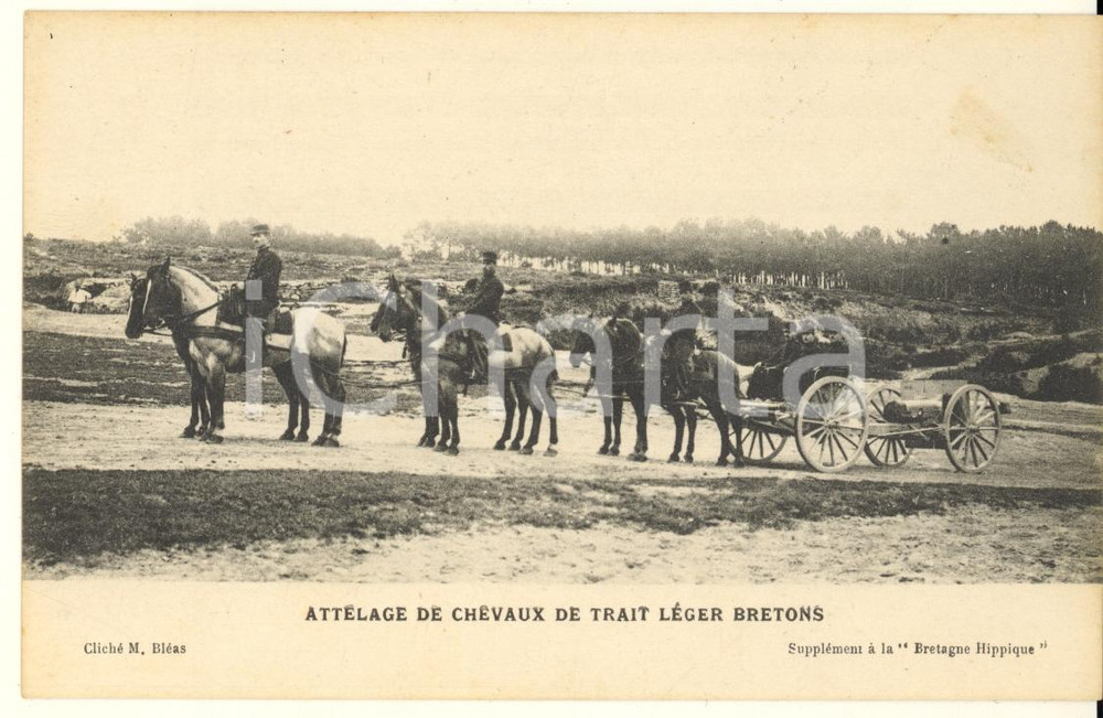 Cartolina originale da collezione 1925 ca BRETAGNE HIPPIQUE Attelage de chevaux de trait léger bretons Postcard 1