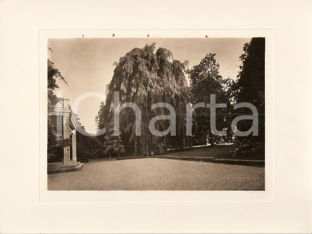Fotografia d epoca originale 1940 ca INTRA Villa TARANTO Giardino botanico Fagus Sylvaticus Foto AUTENTICA 1