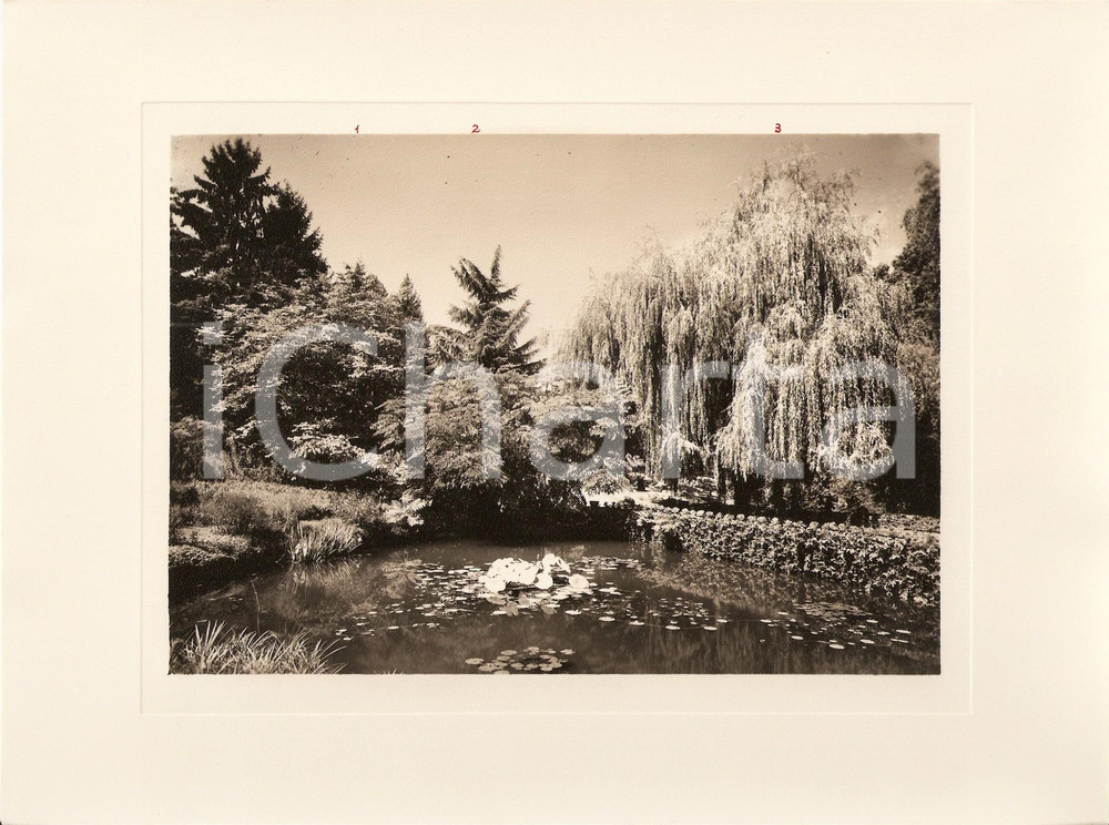 Fotografia d epoca originale 1940 INTRA Villa TARANTO Giardino botanico Lago e Atalia Spinosa Foto AUTENTICA 1