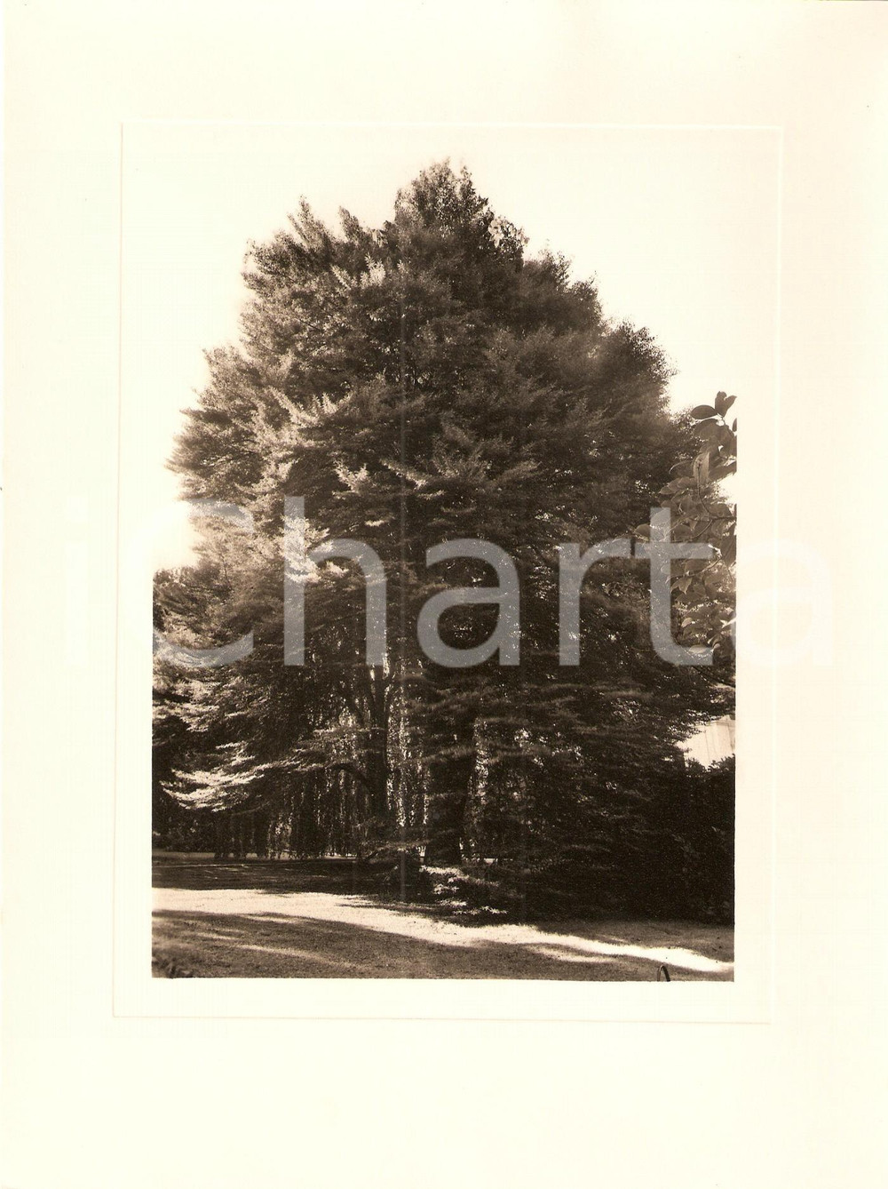 Fotografia d epoca originale 1940 INTRA Villa TARANTO Giardino botanico Fagus Sylvaticus Foto AUTENTICA 1