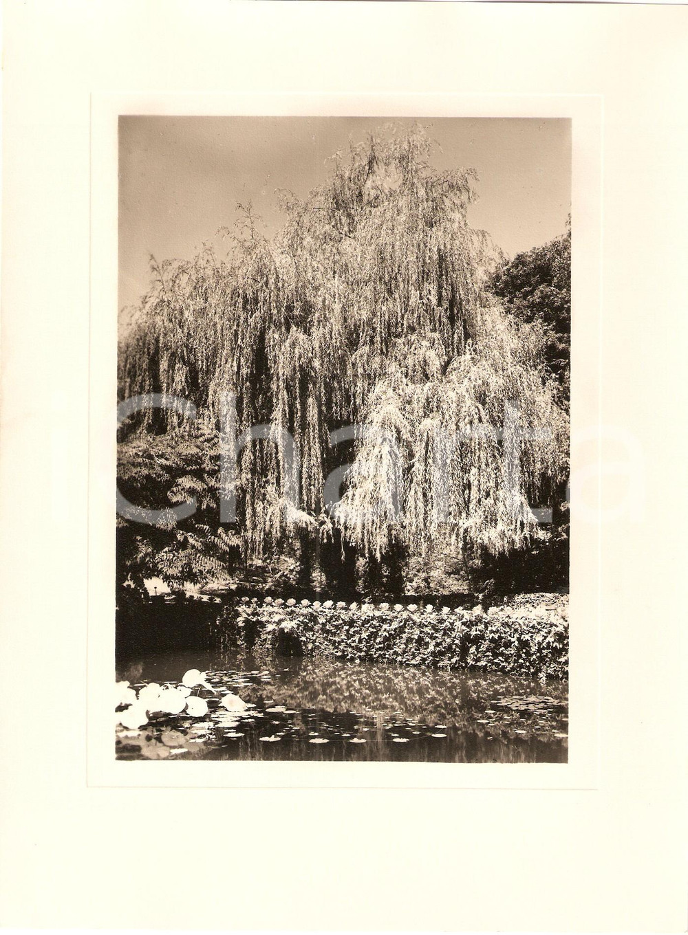 Fotografia d epoca originale 1940 INTRA Villa TARANTO Giardino botanico Lago con Salis pendula Foto AUTENTICA 1