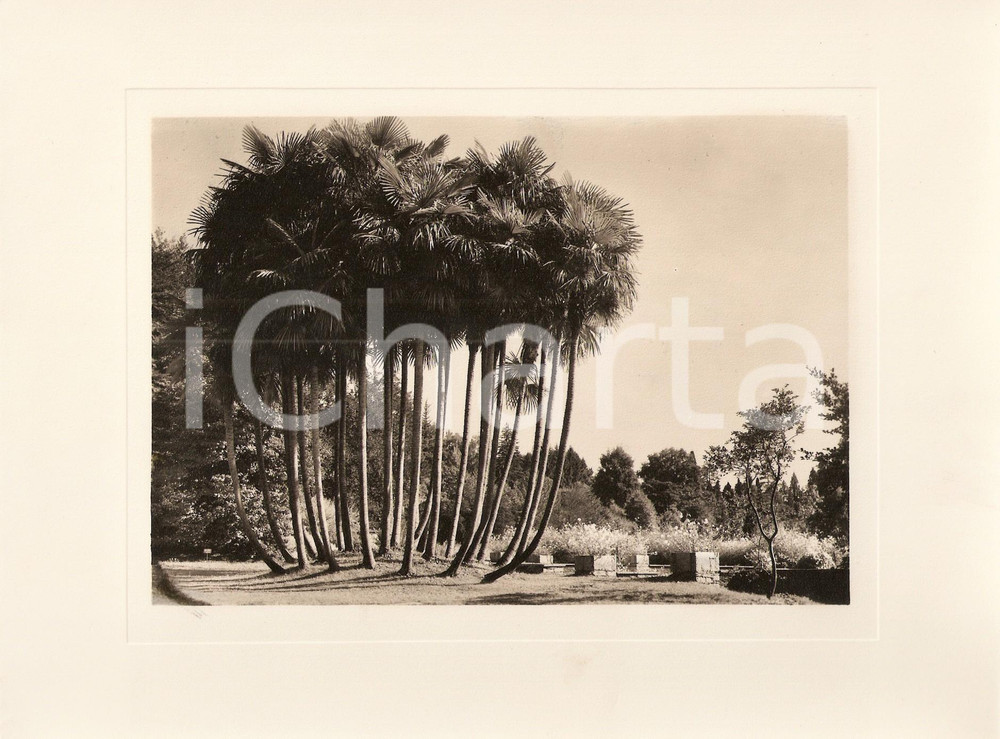 Fotografia d epoca originale 1940 INTRA Villa TARANTO Giardino botanico Trachycarpus Fortunei Foto AUTENTICA 1