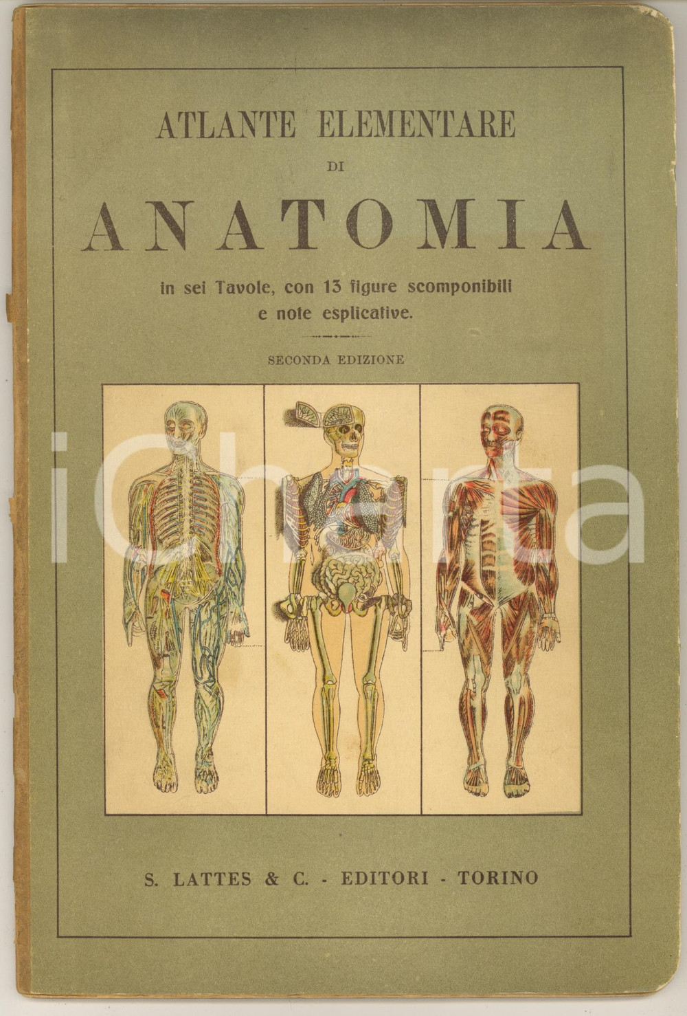 Libro, pubblicazione d epoca 1915 ca Atlante elementare di anatomia  6 tavole 13 figure scomponibili LATTES 1