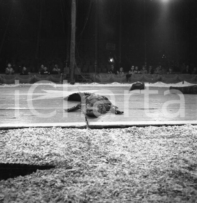 Fotografia d epoca originale 1967 Circo ORFEI il numero con i coccodrilli NEGATIVO ORIGINALE 1