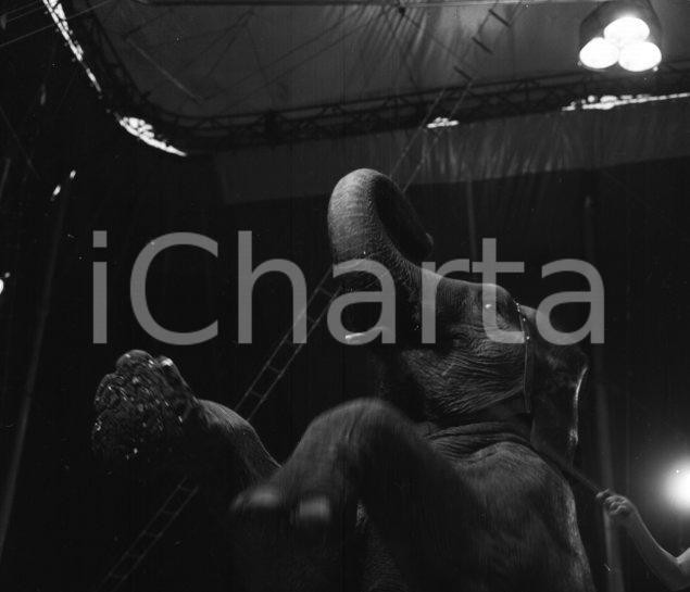Fotografia d epoca originale 1967 Circo ORFEI il numero con gli elefanti NEGATIVO ORIGINALE 1