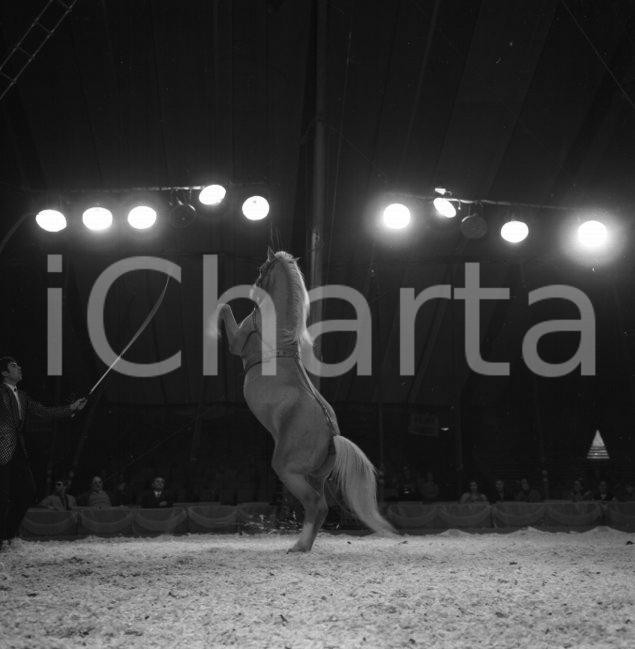 Fotografia d epoca originale 1967 Circo ORFEI il numero dei cavalli ammaestrati NEGATIVO ORIGINALE 1 1