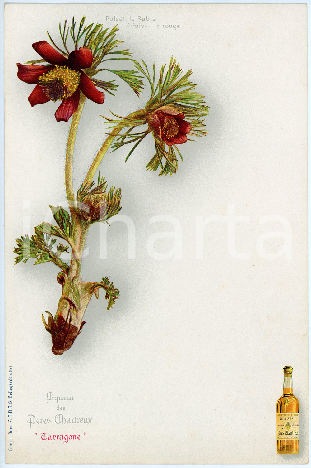 Oggetto da collezione cartaceo 1920 ca TARRAGONE Liqueur des PÈRES CHARTREUSE Menu  Pulsatilla rubra 1