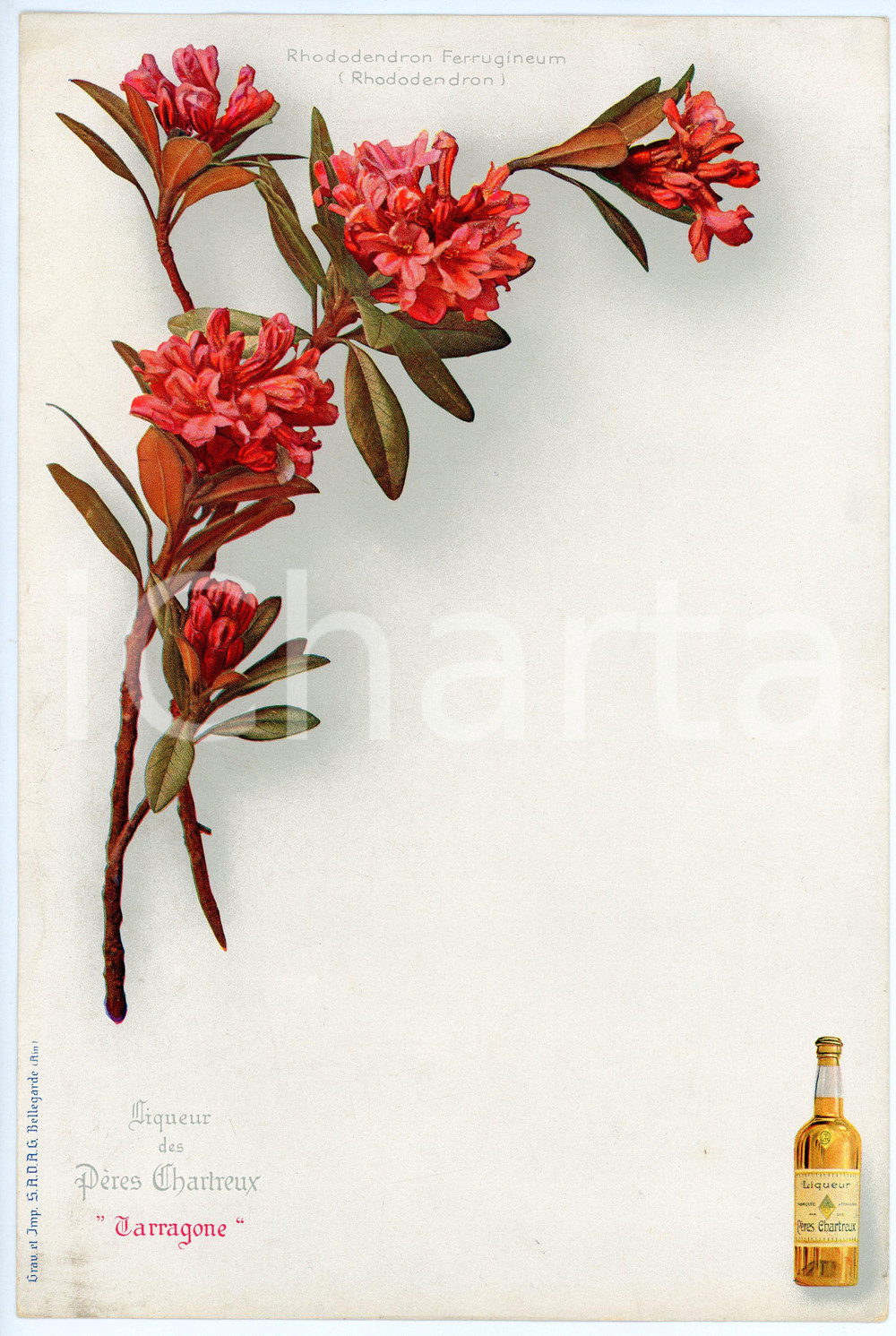 Oggetto da collezione cartaceo 1920 ca TARRAGONE Liqueur des PÈRES CHARTREUSE Menu  Rhododendron Ferrugineum 1