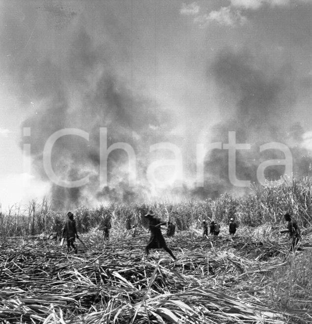 Fotografia d epoca originale 1965 ca LUABO MOZAMBICOl piantagione di canna da zucchero NEGATIVO ORIGINALE 1