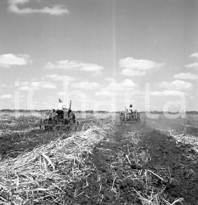 Fotografia d epoca originale 1965 ca LUABO MOZAMBICO piantagione di canna da zucchero NEGATIVO ORIGINALE 2 1