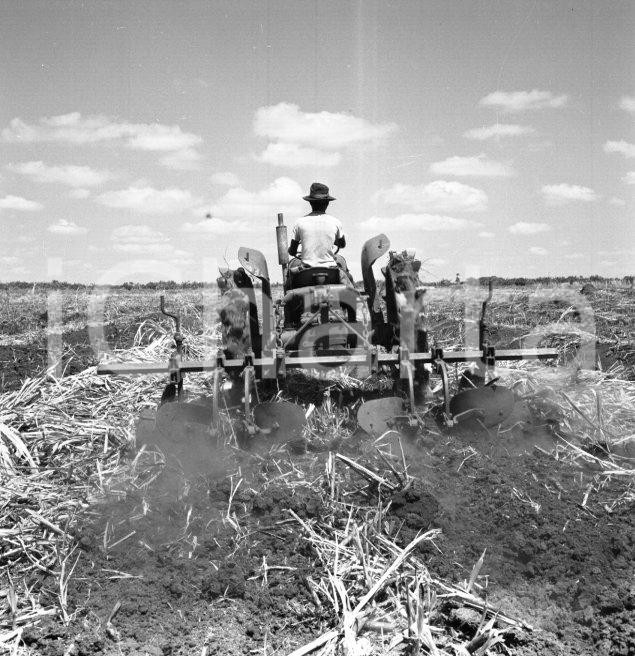 Fotografia d epoca originale 1965 ca LUABO MOZAMBICO piantagione di canna da zucchero NEGATIVO ORIGINALE 3 1