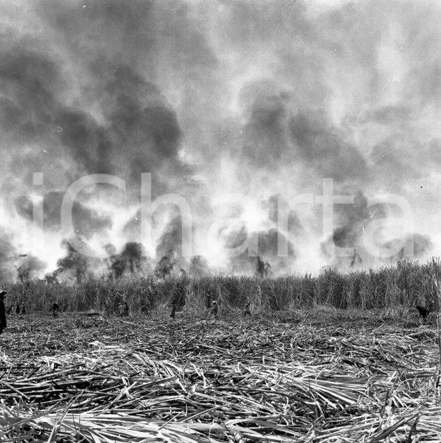 Fotografia d epoca originale 1965 ca LUABO MOZAMBICO piantagione di canna da zucchero NEGATIVO ORIGINALE 4 1