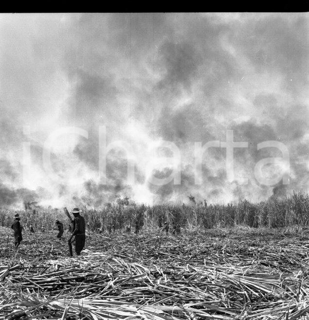 Fotografia d epoca originale 1965 ca LUABO MOZAMBICO piantagione di canna da zucchero NEGATIVO ORIGINALE 5 1