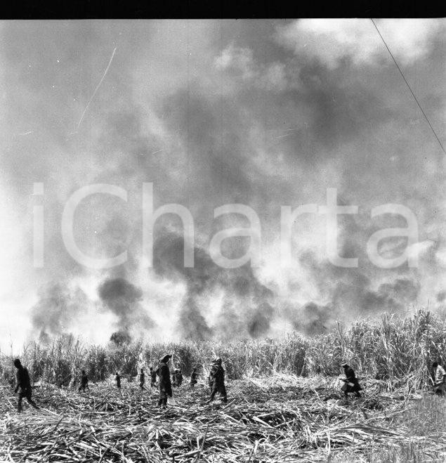 Fotografia d epoca originale 1965 ca LUABO MOZAMBICO piantagione di canna da zucchero NEGATIVO ORIGINALE 7 1