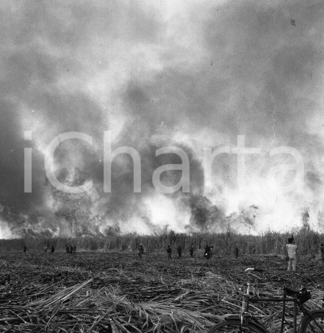 Fotografia d epoca originale 1965 ca LUABO MOZAMBICO piantagione di canna da zucchero NEGATIVO ORIGINALE 8 1