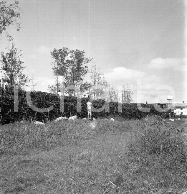 Fotografia d epoca originale 1965 ca LUABO MOZAMBICO piantagione di canna da zucchero NEGATIVO ORIGINALE 12 1