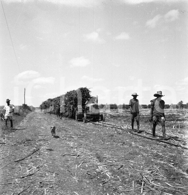 Fotografia d epoca originale 1965 ca LUABO MOZAMBICO piantagione di canna da zucchero NEGATIVO ORIGINALE 14 1