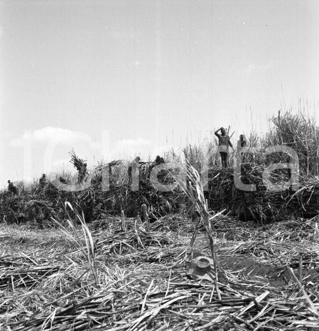 Fotografia d epoca originale 1965 ca LUABO MOZAMBICO piantagione di canna da zucchero NEGATIVO ORIGINALE 15 1