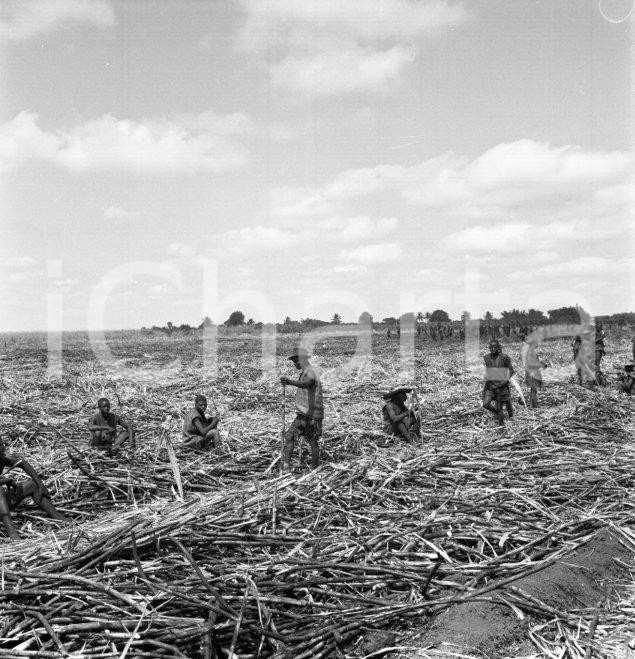 Fotografia d epoca originale 1965 ca LUABO MOZAMBICO piantagione di canna da zucchero NEGATIVO ORIGINALE 16 1