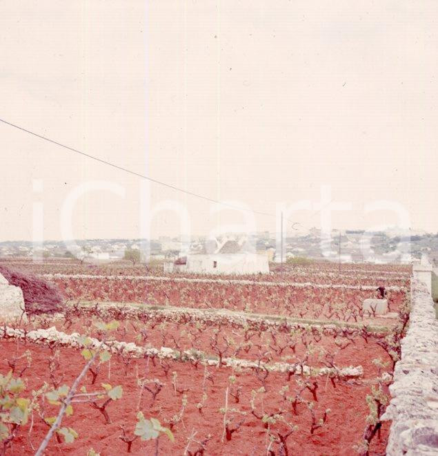 Fotografia d epoca originale 1960ca MARTINA FRANCA TA Vigneti e trulli sullo sfondo POSITIVO ORIGINALE 1