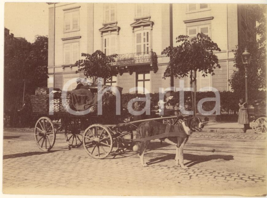 Fotografia d epoca originale 1900 ca COSTUME ITALIA  Scena con calesse e cane Fotografia anonima 8x11 1