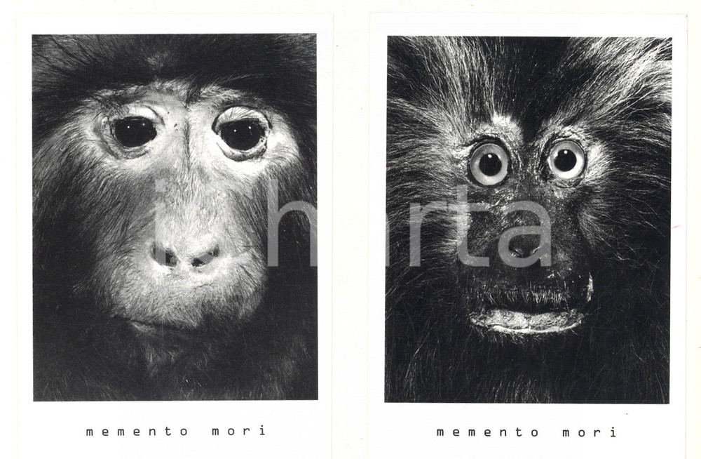 Cartolina originale da collezione 1998 MOSCOW RUSSIA  XL GALLERY  Lotto 2 cartoline Oleg KULIK Dead Monkeys 1