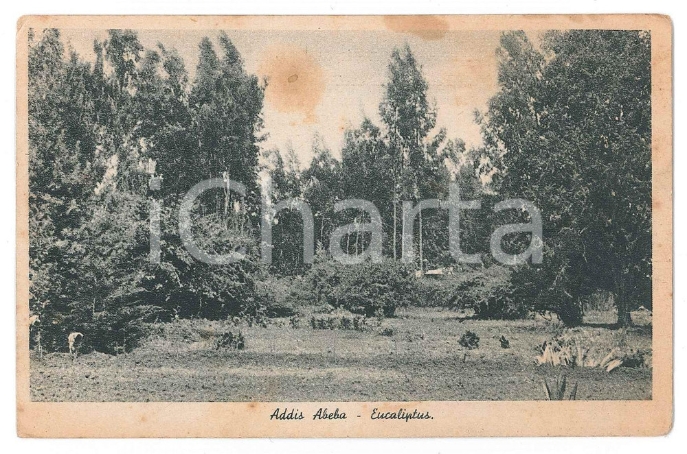 Cartolina originale da collezione 1935 ca ADDIS ABEBA ETIOPIA Foresta di ecualipti  Cartolina FP NV 1