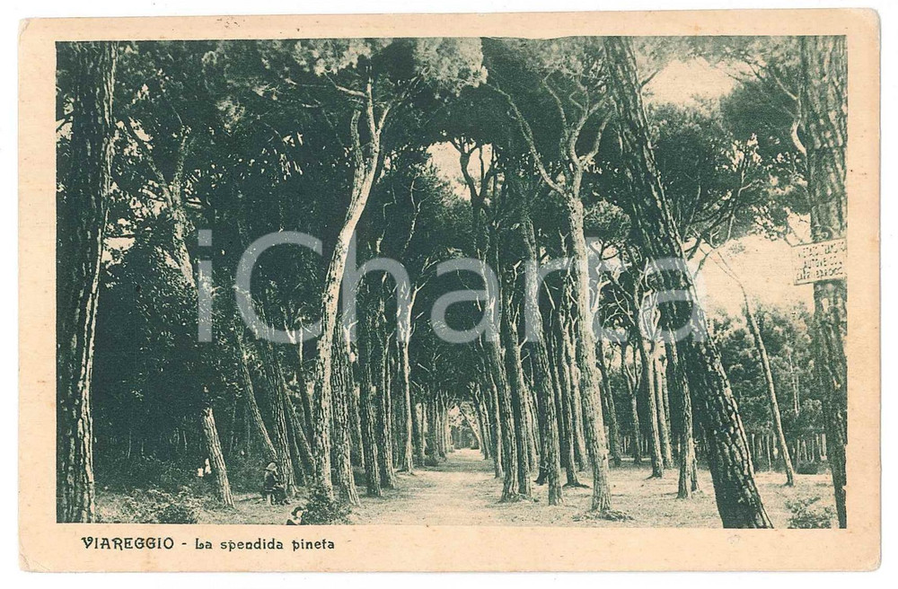 Cartolina originale da collezione 1932 VIAREGGIO La splendida pineta  Cartolina ANIMATA FP VG 1