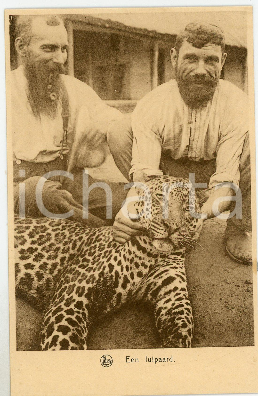 Cartolina originale da collezione 1930 ca CONGO BELGE Een luipaard  Two men with a leopard  Cartolina FP NV 1
