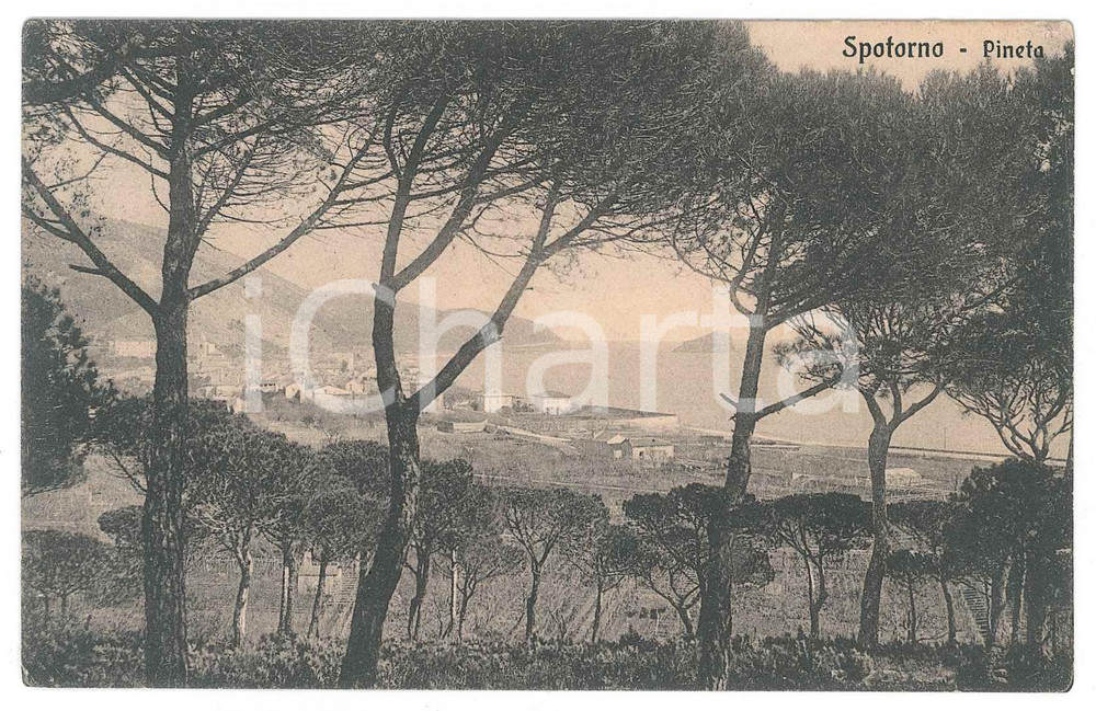 Cartolina originale da collezione 1916 SPOTORNO SV Panorama dalla pineta  Cartolina FP VG 1