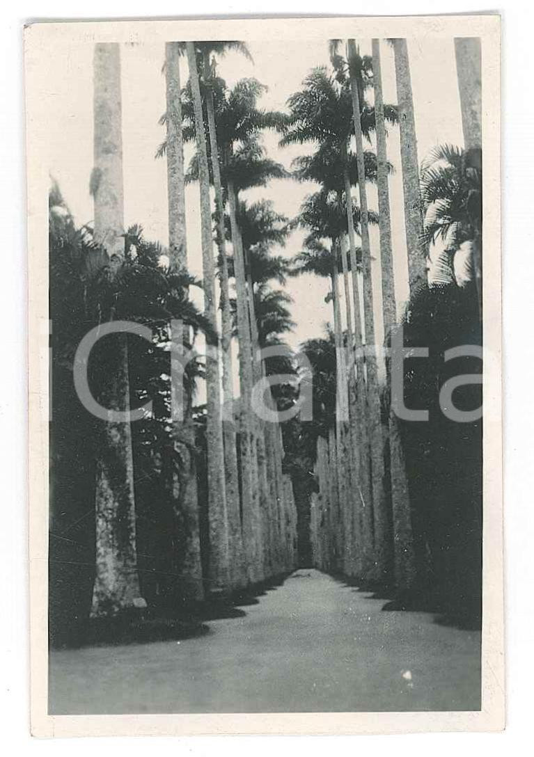 Fotografia d epoca originale 1926 RIO DE JANEIRO / BRAZIL Giardino Botanico  Viale di palme Foto 6x9 cm 1
