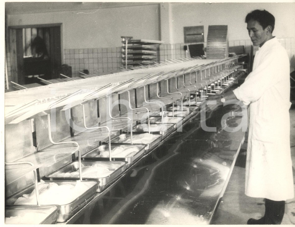 Fotografia d epoca originale 1970 ca NARSAQ GROENLANDIA Inscatolamento del pesce Foto COSTUME 1