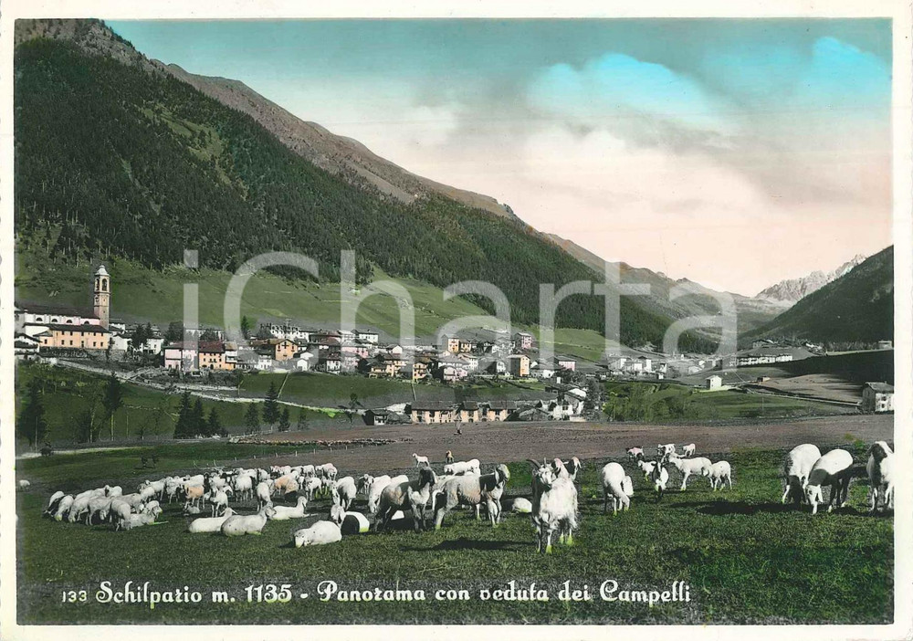 Cartolina originale da collezione 1955 ca SCHILPARIO BG Passo dei Campelli e gregge di pecore  Cartolina FG VG 1