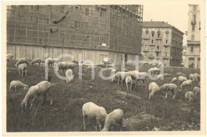 Fotografia d epoca originale 1929 MILANO SPARITA Pecore al pascolo in periferia Foto COSTUME 8x6 cm 1